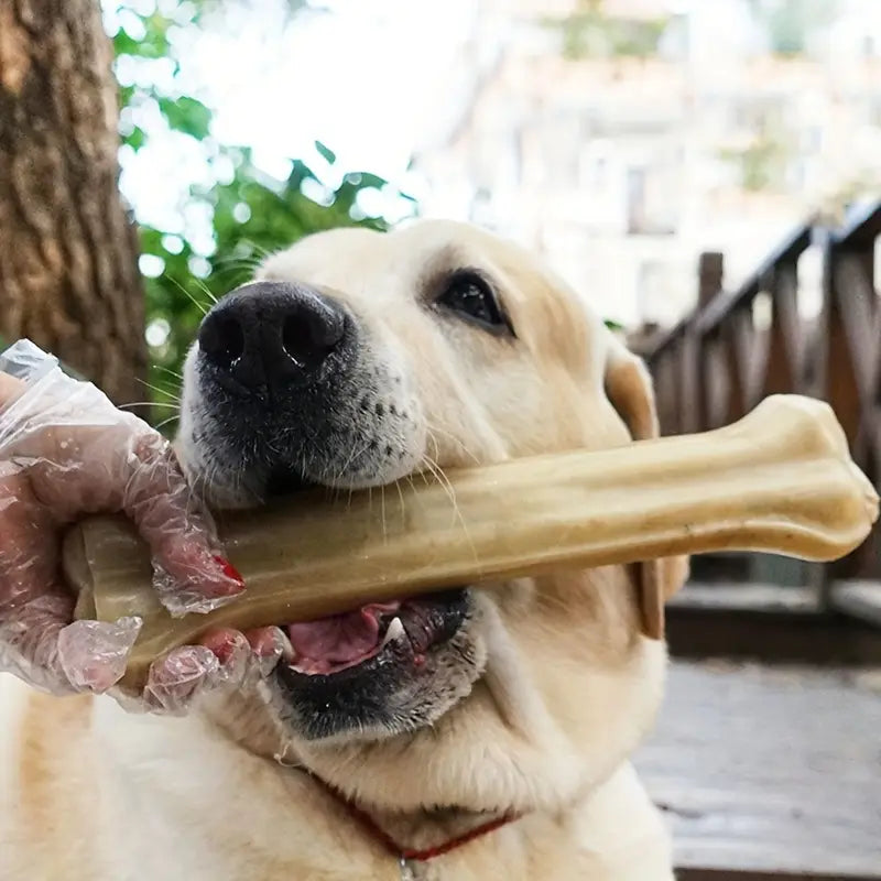 Durable Dog Chew Bone