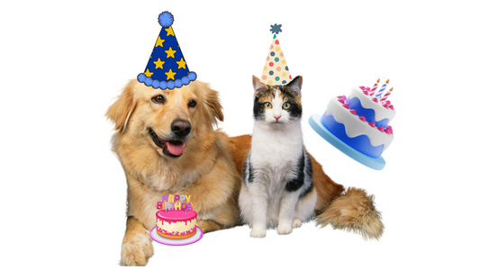 🌀How to Celebrate Your Pet’s Birthday: Fun Ideas and Activities 🎉🐾