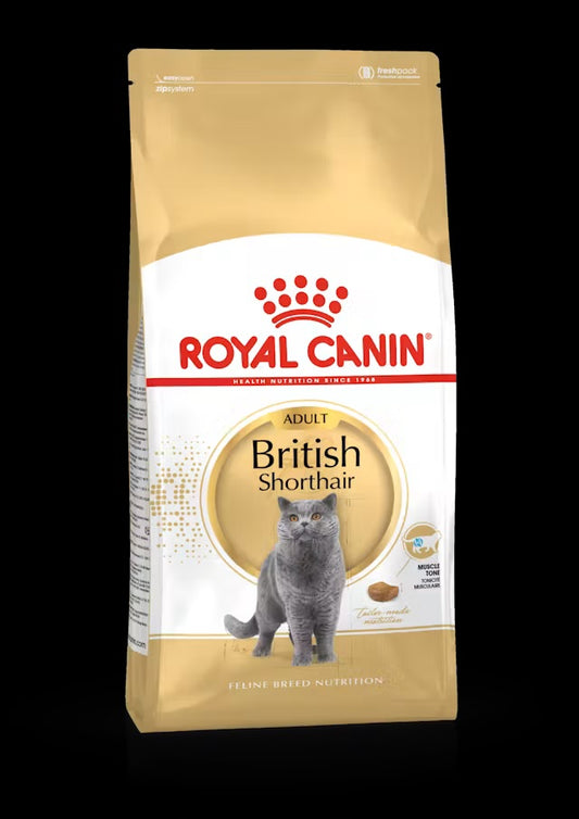 British Shorthair Adult
